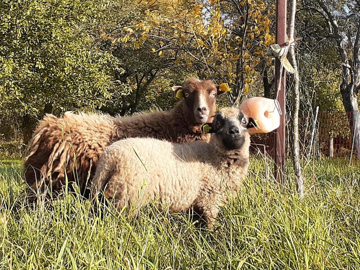 Pferdepension Jaeger Markranstädt Buitenkant foto